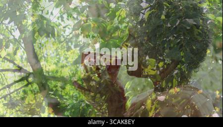 Sipping senior woman holding ceramic mug near lips at wooded backyard, with branch and leaf overlay Stock Photo
