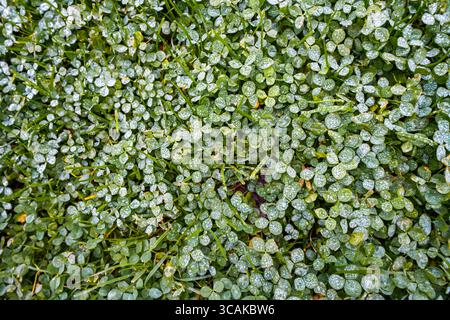 Close-up of a meadow with green clover. Stock Photo