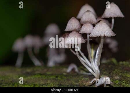 Closeup shot of a inkcap mushrooms growing on tree bark in the forest in monsoon season in Himachal Pradesh, India. Stock Photo