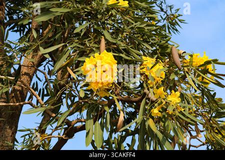 Bright yellow trumpet-shaped flowers blooming on a Tabebuia aurea tree (Yellow Trumpet Tree or Bunga Tabebuya Kuning). Stock Photo