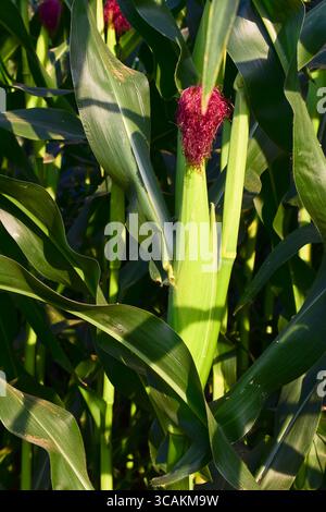 Organic green corn farm in india, corn field, corn farm Stock Photo