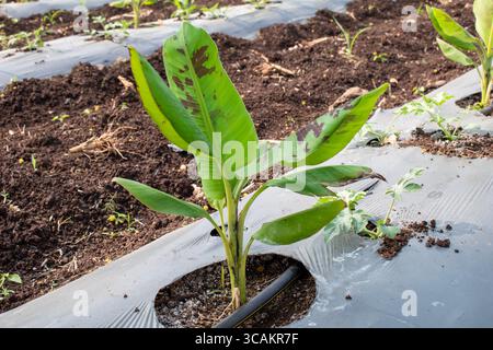 small banana grows plant on farm, Small banana tree on natural background Stock Photo