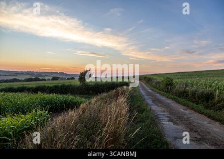 A view of the sun setting over a rural Isle of Wight landscape, with maize crops growing in the fields Stock Photo