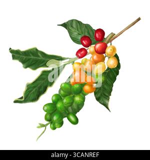 Coffee branches with beans, leaves with seeds. Hand drawn with graphite ...