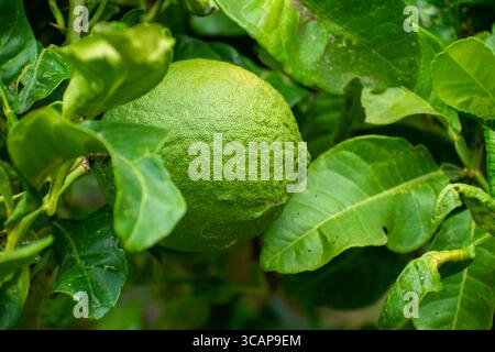 Bergamot fruit, Green limes on a tree Fresh lime citrus fruit high vitamin C in the garden farm agricultural with nature green blur background Stock Photo