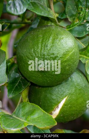 Bergamot fruit, Green limes on a tree Fresh lime citrus fruit high vitamin C in the garden farm agricultural with nature green blur background Stock Photo