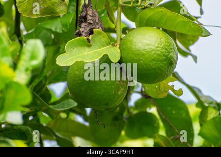 Bergamot fruit, Green limes on a tree Fresh lime citrus fruit high vitamin C in the garden farm agricultural with nature green blur background Stock Photo