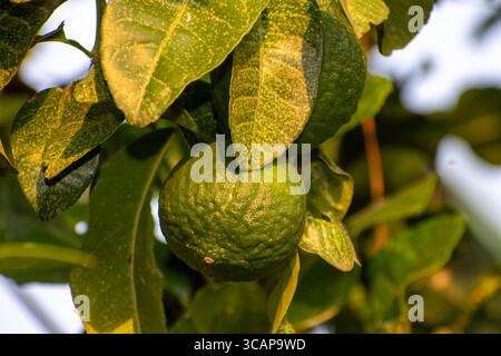 Closeup shot of Sweet lemon/Citrus limetta fruit growing on tree. Stock Photo