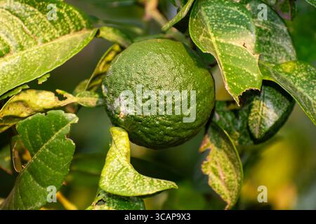 Closeup shot of Sweet lemon/Citrus limetta fruit growing on tree. Stock Photo