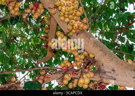 Fig fruit, Ficus Racemosa, Fig on tree nature, Fig Forest fruit, Fig red and green thai fruits, clusters of ripe figs on tree Stock Photo