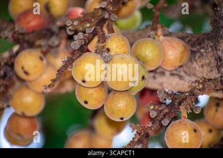 Fig fruit, Ficus Racemosa, Fig on tree nature, Fig Forest fruit, Fig red and green thai fruits, clusters of ripe figs on tree Stock Photo