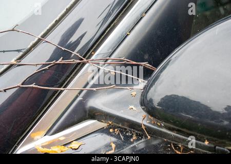 close up detail dried and brown and yellow Autumn leaves  on a black abandoned car Stock Photo