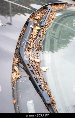 close up detail dried and brown and yellow Autumn leaves  on a black abandoned car Stock Photo