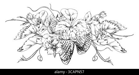 Strawberry berries growing with leaves tendrils flowers hand drawn in vector ink, ripe forest garden harvest. Isolated botanical illustration garland Stock Vector