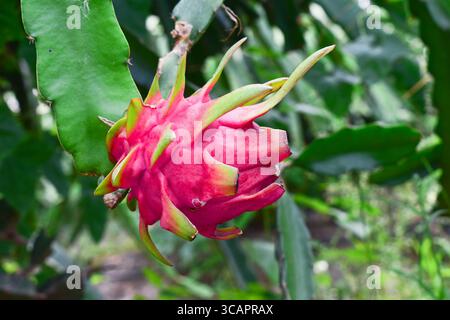 Fresh red dragon fruit growing on the farm Stock Photo