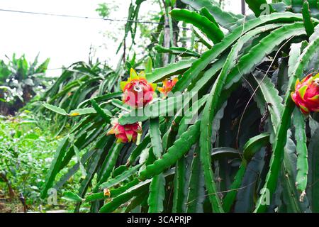 Fresh red dragon fruit growing on the farm Stock Photo