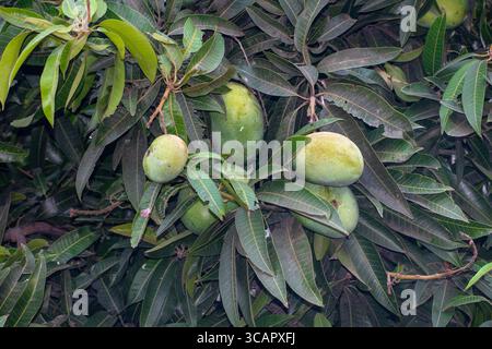 Mango hanging on the mango tree with leaf background in summer fruit garden orchard Stock Photo