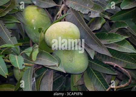 Mango hanging on the mango tree with leaf background in summer fruit garden orchard Stock Photo