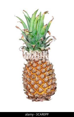 Pineapple ( Ananas comosus ) isolated on white background . Pineapple clipping path. Stock Photo