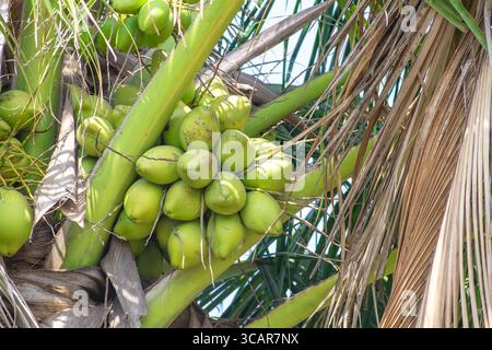 Young coconut fruit on tree Stock Photo