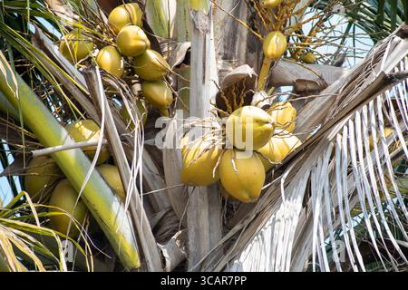 Young coconut fruit on tree Stock Photo