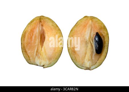 Sapodilla fruit with green leaves isolated on the white background Stock Photo