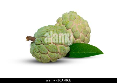 Sugar apple or custard apple ( annona squamosa ) green leaf isolated on white background, healthy Fruit Stock Photo