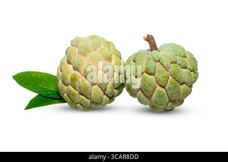 Sugar apple or custard apple ( annona squamosa ) green leaf isolated on white background, healthy Fruit Stock Photo