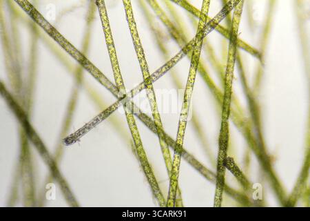 Microscopic detail of green filamentous freshwater algae Stock Photo ...