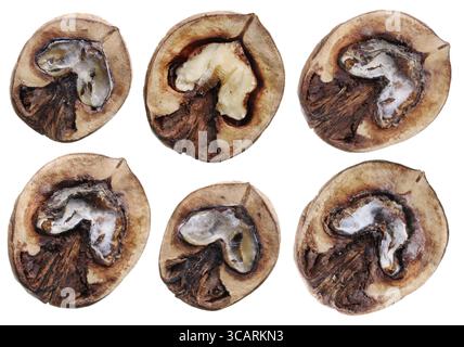 Halves of rotten walnuts set. Isolated on white studio macro shot Stock Photo