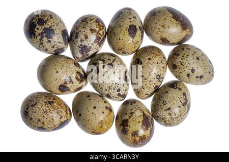 Some brown dappled quail eggs in white back Stock Photo