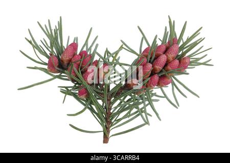 Red April blooming cones of pine tree on branches with sharp needles . Isolated on white macro shot Stock Photo