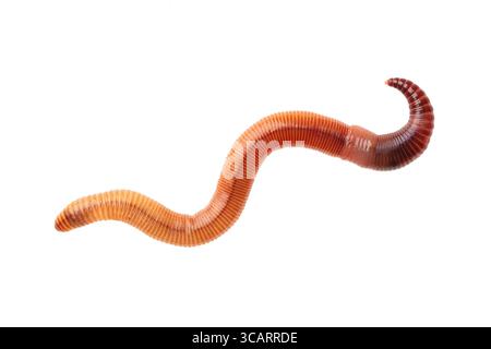 Macro shot of red worm Dendrobena, earthworm live bait for fishing isolated on white background Stock Photo