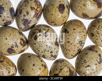 Some brown dappled quail eggs in white back Stock Photo