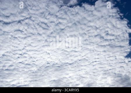 Altocumulus is a mid-level cloud, comprising of patches of regularly spaced cumulus clumps. Here the cloud is thickening up to form Stratos or blanket Stock Photo