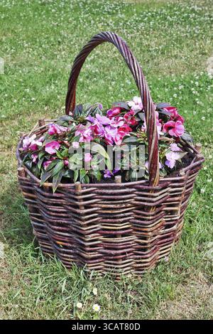 In a large wicker basket, which is located on a lawn with daisies, pink flowers grow. Sunny June day rural landscape Stock Photo
