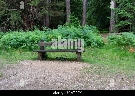 The New Forest, Bolderwood Radnor trail. Hampshire, England UK Stock Photo