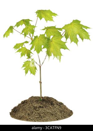 Small sprout of spring maple tree macro texture on bed. Isolated on white Stock Photo