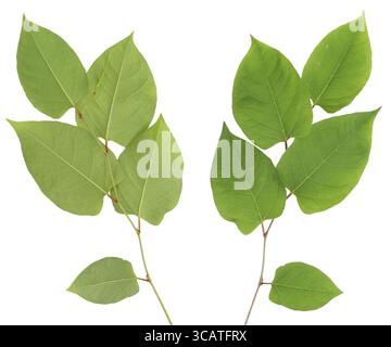 Green plant leaves pro and contra view. Isolated on white Stock Photo