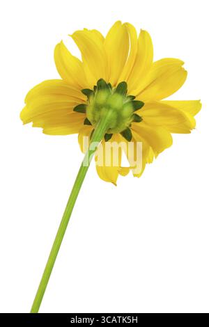 Back side view of yellow sunflower plant macro isolated Stock Photo