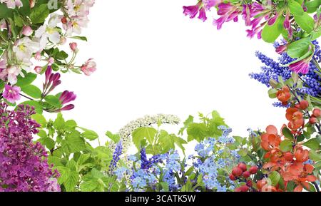 Collage postcard background mix from the first May spring flowers. Isolated on white Stock Photo