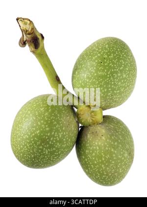 Three real immature green walnuts on one branch. Isolated on white studio macro shot Stock Photo
