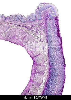 microscopic cross section showing the stomach detail of a rat Stock ...