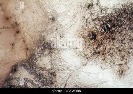 Microscopic shot showing some microcrystal patterns in dried dyestuff Stock Photo