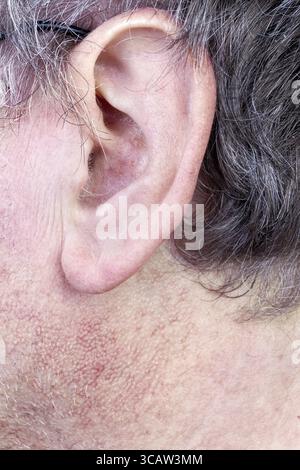 Hairy ear of elderly man closeup. Gray hair, the skin is covered with pores and blood vessels. Selective focus Stock Photo