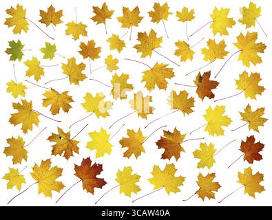 Forty five real isolated autumn maple tree leaves. Big studio set for collages Stock Photo