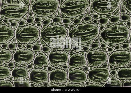 Artificial crocodile skin texture. Studio macro background Stock Photo