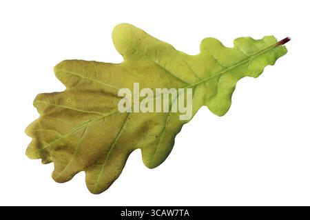 Green spring leaf is a oak tree. Isolated on white macro Stock Photo