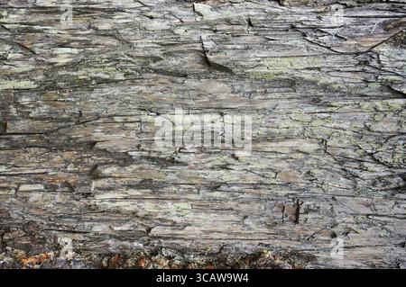 Trunk of an old rotten pine of a tree without bark texture Stock Photo
