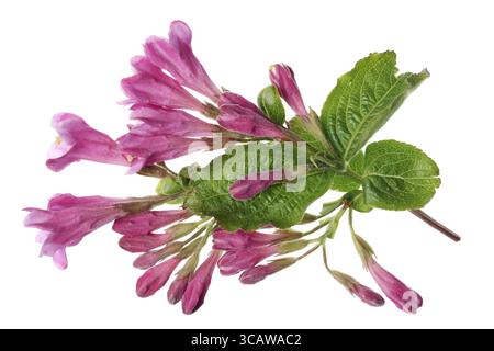 Pink spring flowers in the form of bells of garden weigela bush. Isolated on white studio macro shot Stock Photo
